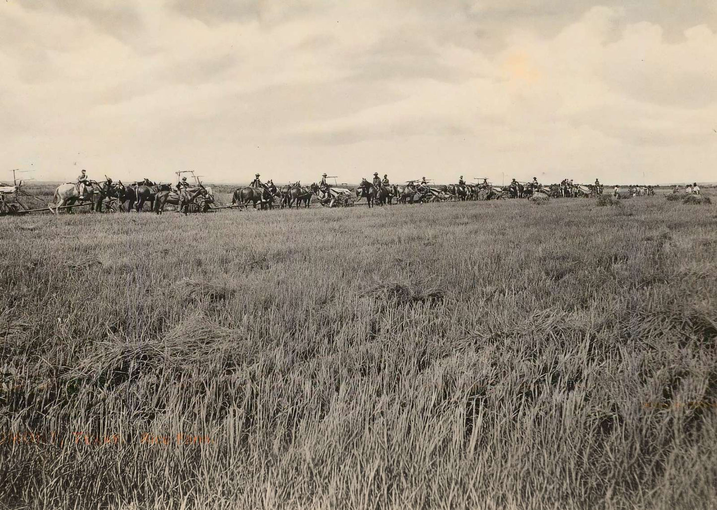 Rice Farm Beaumont in 1907 Vintage Print (7 Sizes) - Premium Quality