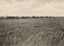 Rice Farm Beaumont in 1907 Vintage Print (7 Sizes) - Premium Quality