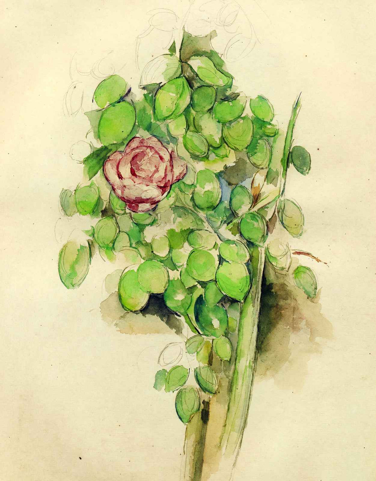 Rose Bush 1888 Painting by Paul Cezanne Fine Art Print (6 Sizes) - Restored