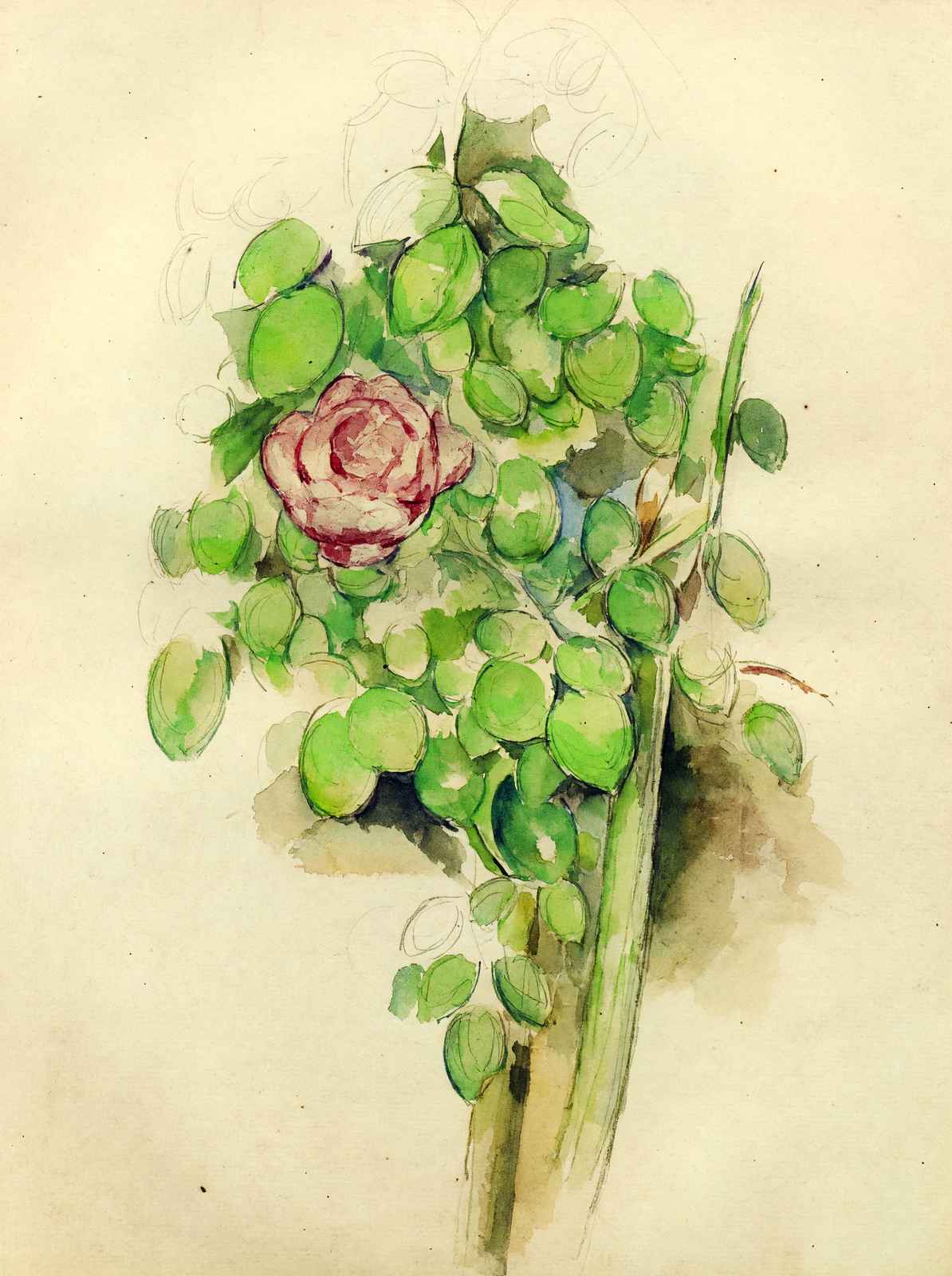 Rose Bush 1888 Painting by Paul Cezanne Fine Art Print (6 Sizes) - Restored
