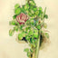 Rose Bush art print by Paul Cezanne (1888)
