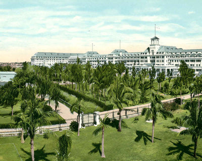 Royal Poinciana