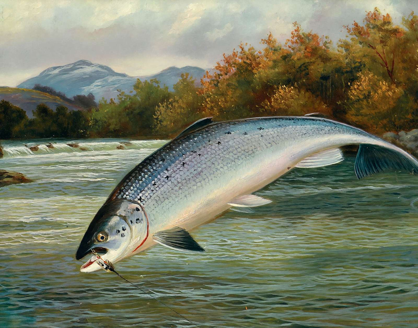 Salmon the First Leap in 1904 Art Print (7 Sizes) - High Quality