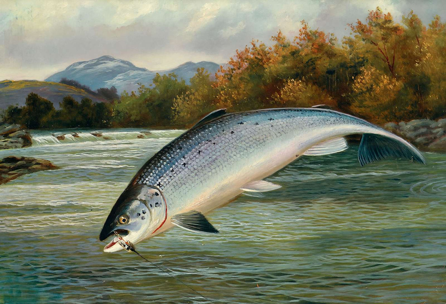 Salmon the First Leap in 1904 Art Print (7 Sizes) - High Quality