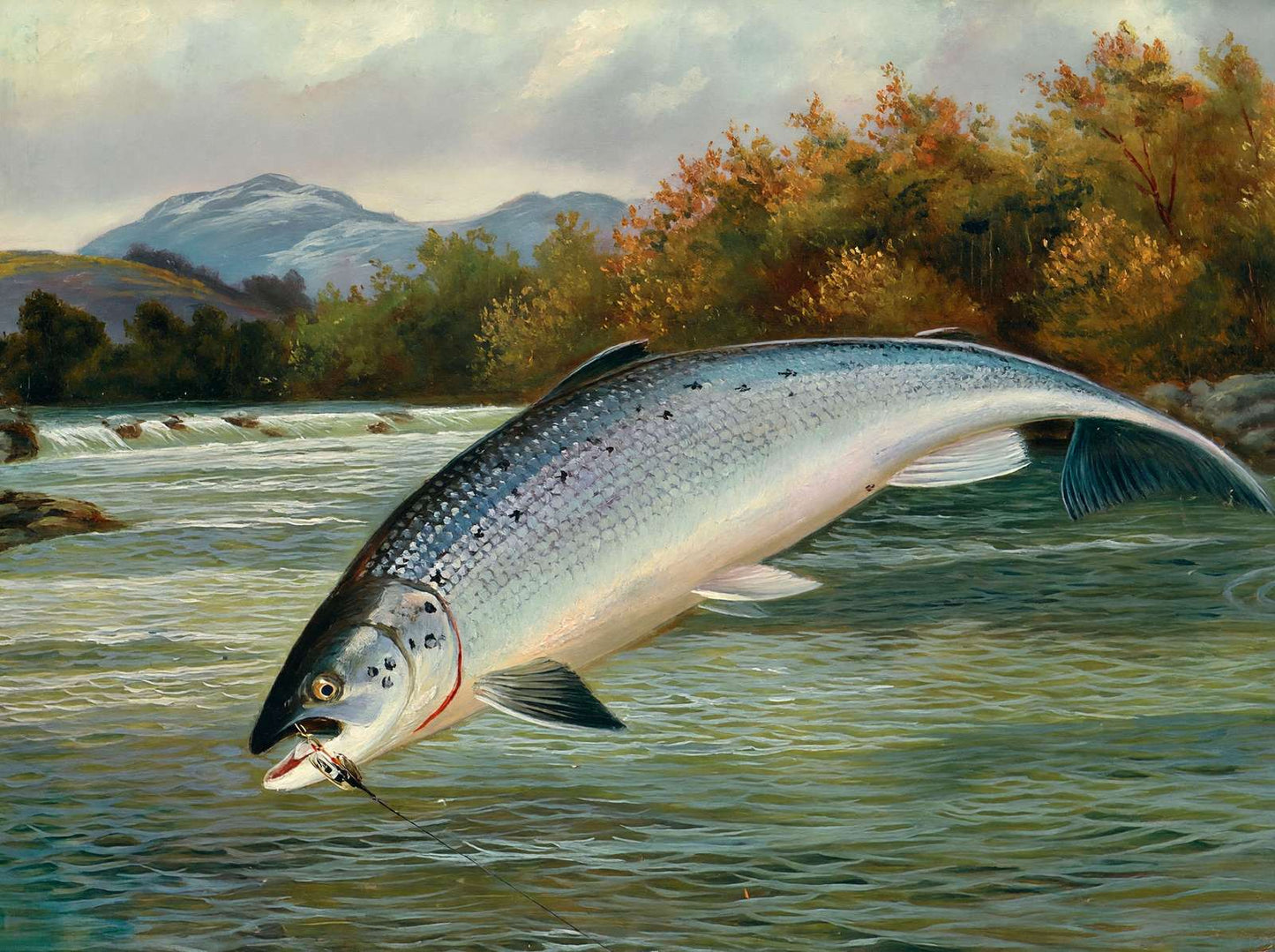 Salmon the First Leap in 1904 Art Print (7 Sizes) - High Quality
