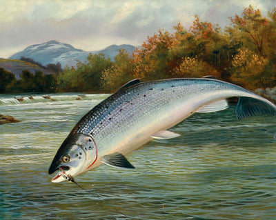 Salmon