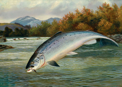 Salmon the First Leap in 1904 Art Print (7 Sizes) - High Quality
