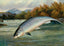 Salmon the First Leap in 1904 Art Print (7 Sizes) - High Quality