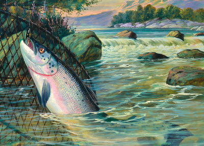 Salmon Landed in 1904 Art Print (7 Sizes) - Premium Quality
