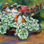 Among the Blossoms at Battle of Flowers in 1907 Art Print (7 Sizes)