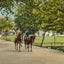 Scene in City Park Dallas in 1908 Vintage Print (7 Sizes) - Retouched