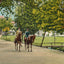 Scene in City Park Dallas in 1908 Vintage Print (7 Sizes) - Retouched