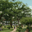 Scene in Sam Houston Park Houston in 1907 Vintage Print (7 Sizes)