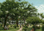 Scene in Sam Houston Park Houston in 1907 Vintage Print (7 Sizes)