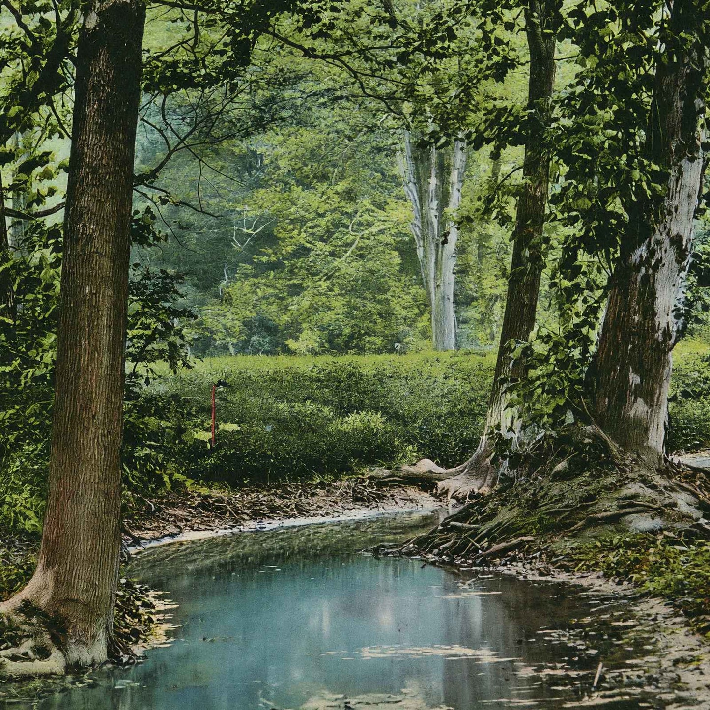 Shady Nook Cherokee Park Louisville in 1907 Vintage Print (7 Sizes) - Acid Free