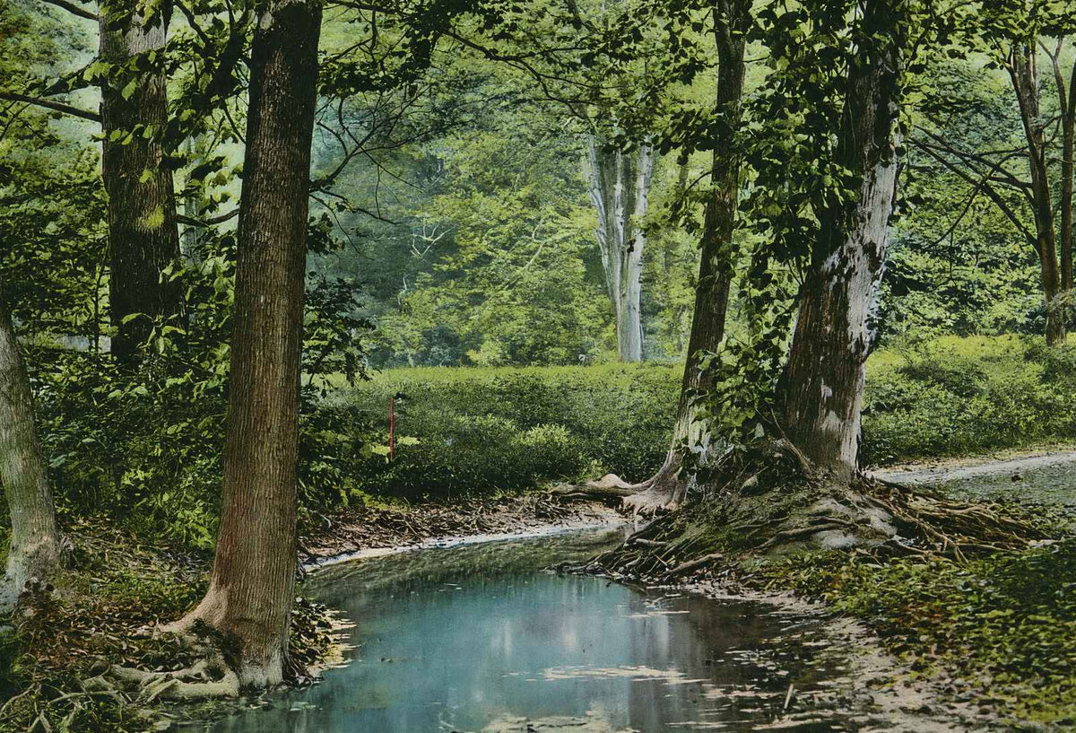 Shady Nook Cherokee Park Louisville in 1907 Vintage Print (7 Sizes) - Acid Free