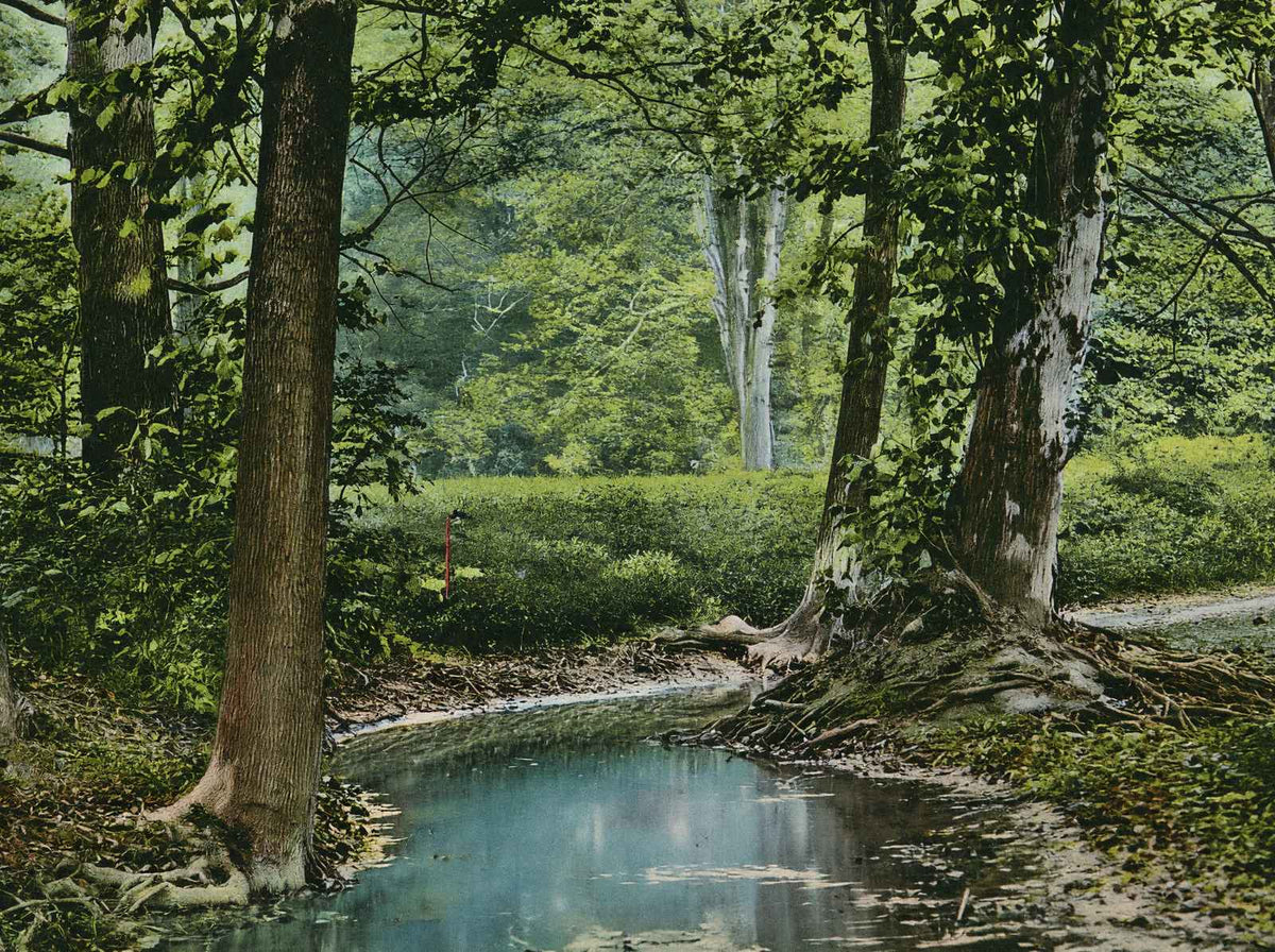 Shady Nook Cherokee Park Louisville in 1907 Vintage Print (7 Sizes) - Acid Free