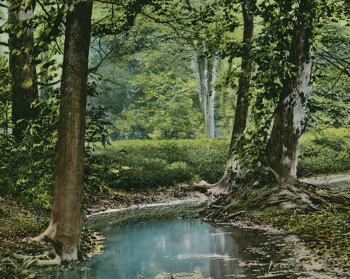 Shady Nook