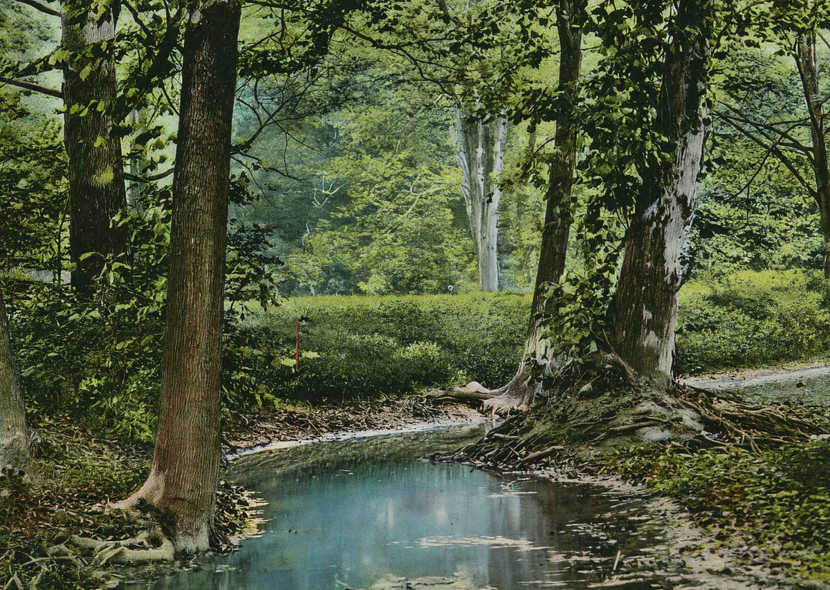 Shady Nook Cherokee Park Louisville in 1907 Vintage Print (7 Sizes) - Acid Free