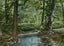 Shady Nook Cherokee Park Louisville in 1907 Vintage Print (7 Sizes) - Acid Free