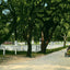 Shell Road at Frascati Mobile Alabama in 1906 Vintage Print (7 Sizes)