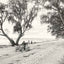 Shell Road Mobile Alabama in 1907 Vintage Photo Print (7 Sizes) - Reproduction