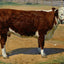 Short Horn Texas Cow in 1906 art print
