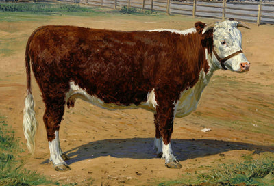 Short Horn Texas Cow in 1906 art print