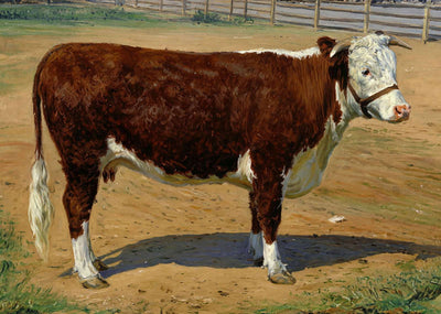 Short Horn Texas Cow in 1906 Art Print (7 Sizes) - Enhanced