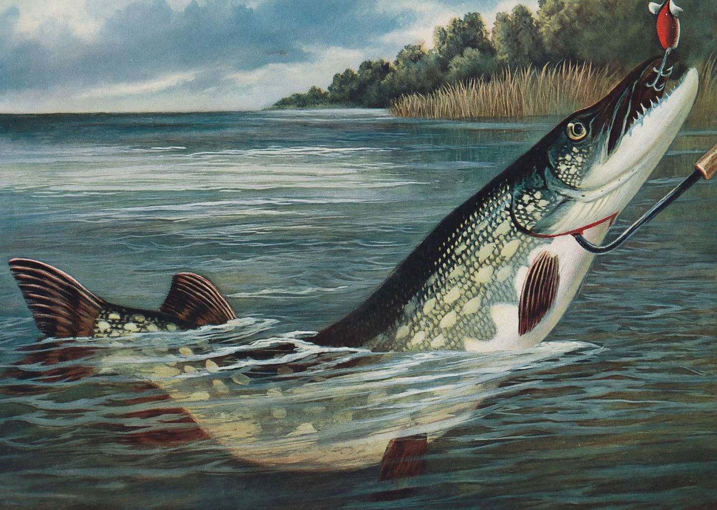 Spinning for Pike