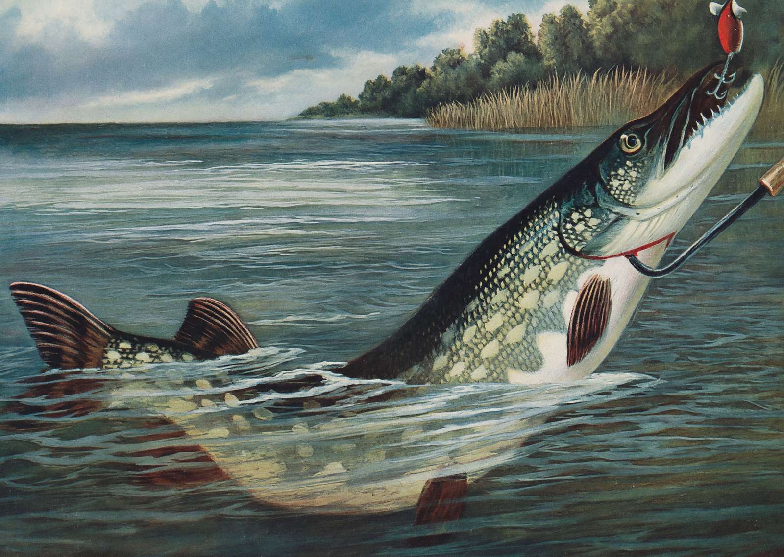 Spinning for Pike