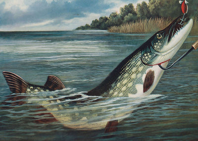 Spinning for Pike