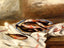 Still Life with Fish Art Print 1890 Painting by Pierre-Auguste Renoir (6 Sizes)