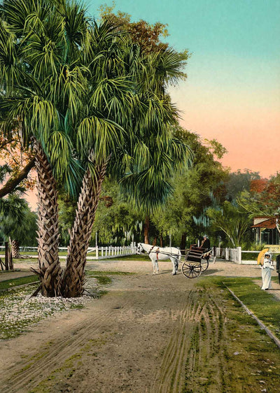 Street Scene Clearwater FL in 1909 Vintage Print (7 Sizes) - Restored