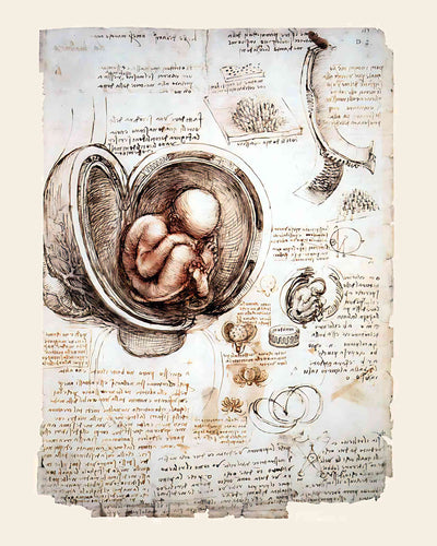 Studies of the Foetus in the Womb Painting by Leonardo da Vinci 8x10" Art Print