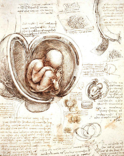 Studies of the Foetus in the Womb drawing by Leonardo da Vinci (1513)