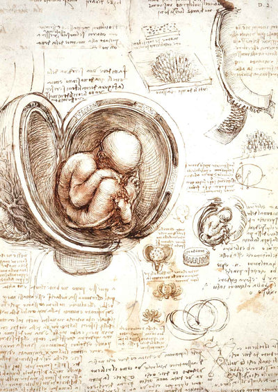 Studies of the Foetus in the Womb Art Print 1513 Drawing by da Vinci (6 Sizes)