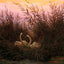 Swans Among the Reeds at the First Morgenro 1832 Fine Art Print (6 Sizes)