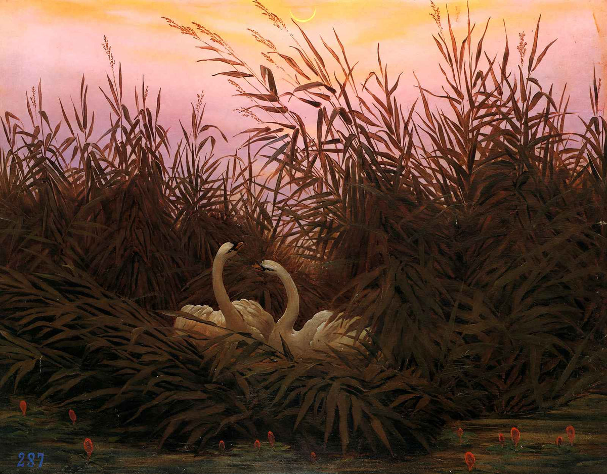 Swans Among the Reeds at the First Morgenro 1832 Fine Art Print (6 Sizes)