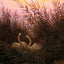 Swans Among the Reeds at the First Morgenro 1832 Fine Art Print (6 Sizes)
