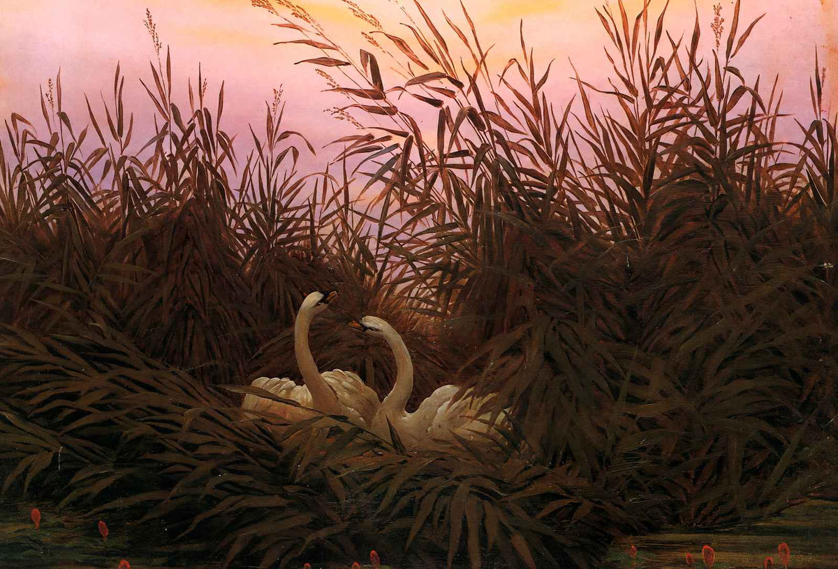 Swans Among the Reeds at the First Morgenro 1832 Fine Art Print (6 Sizes)