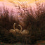 Swans Among the Reeds at the First Morgenro 1832 Fine Art Print (6 Sizes)