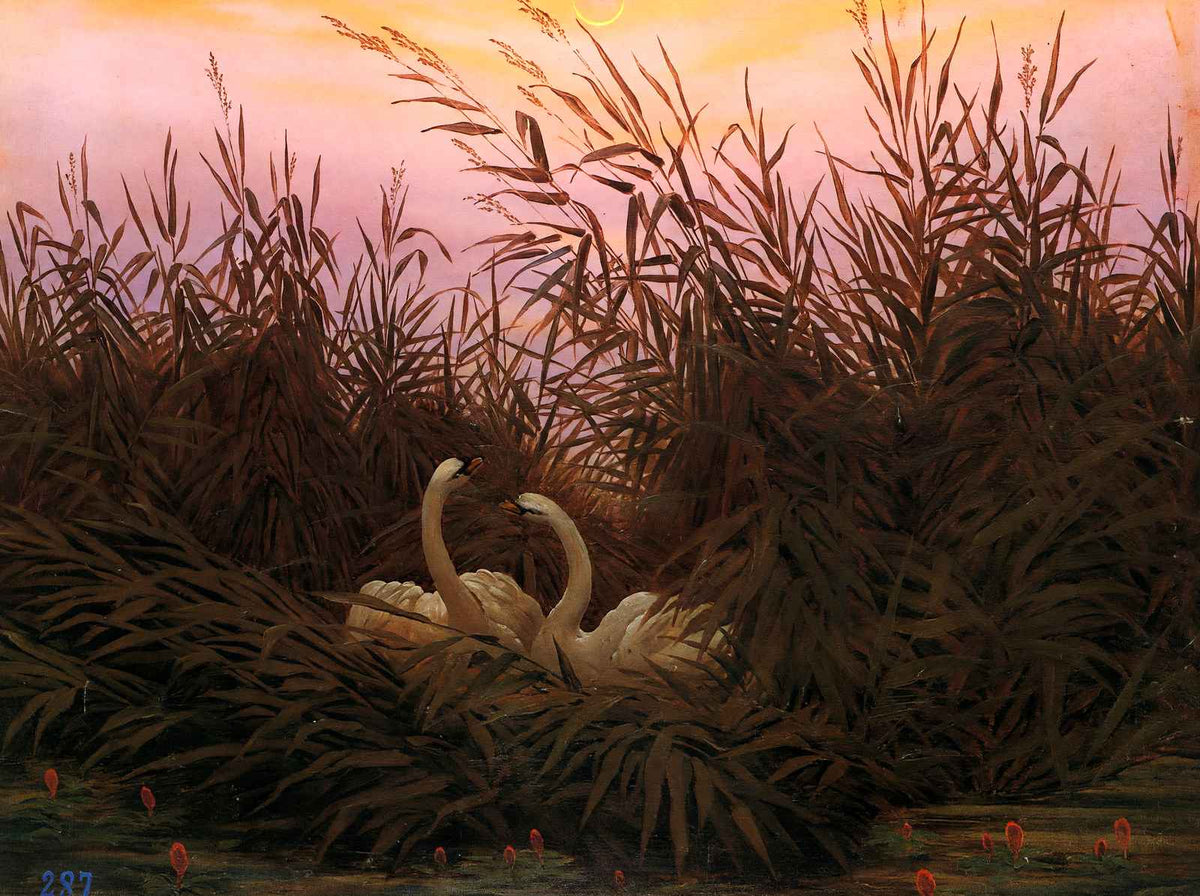 Swans Among the Reeds at the First Morgenro 1832 Fine Art Print (6 Sizes)