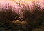 Swans Among the Reeds at the First Morgenro 1832 Fine Art Print (6 Sizes)