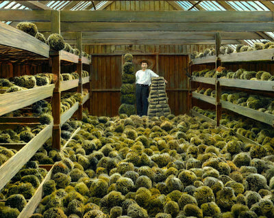 Interior of Sponge House