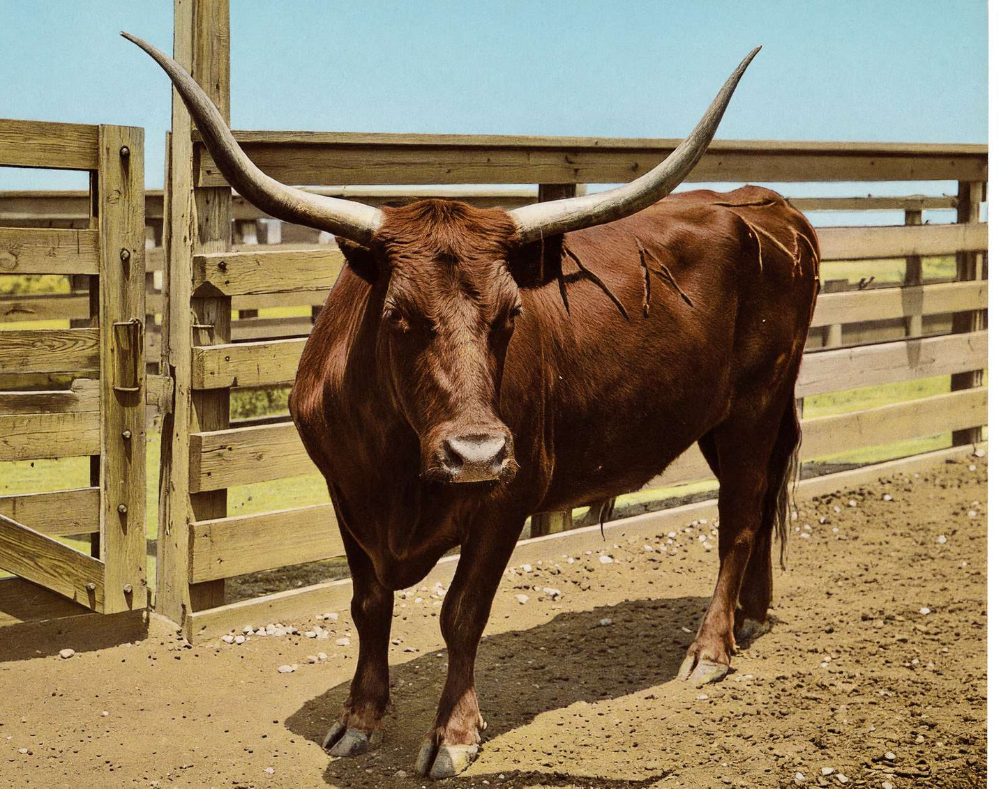 Texas Steer in 1906 Vintage Print (7 Sizes) - Reproduction