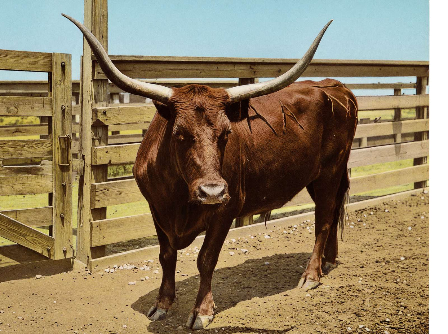 Texas Steer in 1906 Vintage Print (7 Sizes) - Reproduction
