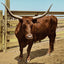 Texas Steer in 1906 vintage print
