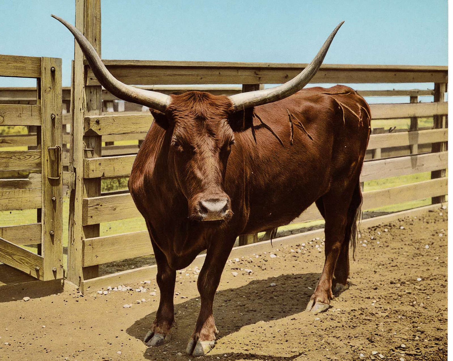 Texas Steer in 1906 vintage print