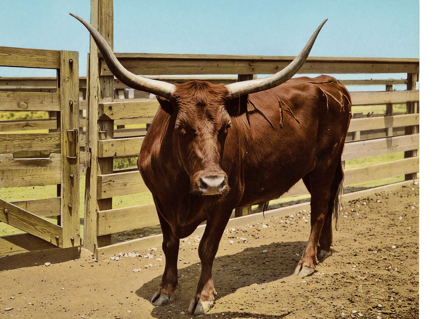 Texas Steer in 1906 Vintage Print (7 Sizes) - Reproduction